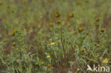 Knikkend tandzaad (Bidens cernua)