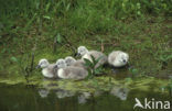 Knobbelzwaan (Cygnus olor)