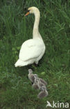 Knobbelzwaan (Cygnus olor)