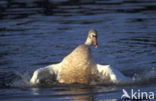 Knobbelzwaan (Cygnus olor)