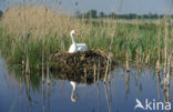 Knobbelzwaan (Cygnus olor)