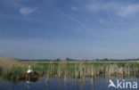 Knobbelzwaan (Cygnus olor)