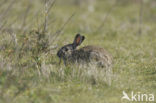 Konijn (Oryctolagus cuniculus) 