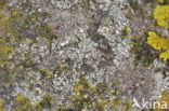 Kustschotelkorst (Lecanora fugiens)