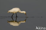 Lepelaar (Platalea leucorodia)