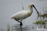 Lepelaar (Platalea leucorodia)