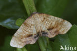 Lindeknotsvlinder (Plagodis dolabraria)