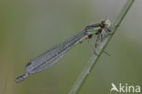 Maanwaterjuffer (Coenagrion lunulatum)