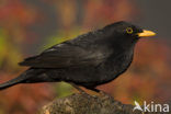 Merel (Turdus merula)