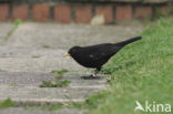 Merel (Turdus merula)