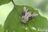 Moerasgrasuil (Apamea ophiogramma)