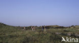 Nationaal Park Duinen van Texel