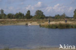 Nationaal Park Loonse en Drunense Duinen