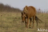 New Forest pony (Equus spp.)