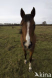 New Forest pony (Equus spp.)