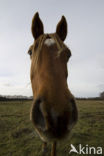 New Forest pony (Equus spp.)