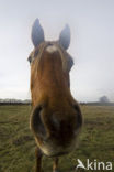 New Forest pony (Equus spp.)