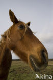 New Forest pony (Equus spp.)