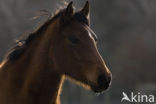 New Forest pony (Equus spp.)