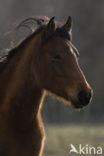 New Forest pony (Equus spp.)