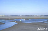 Noordzeestrand