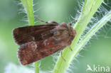 Oranjegeel Halmuiltje (Oligia fasciuncula)