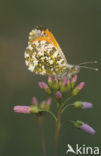 Oranjetipje (Anthocharis cardamines)