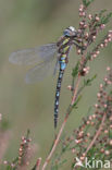 Paardenbijter (Aeshna mixta)