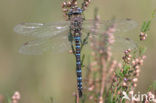 Paardenbijter (Aeshna mixta)