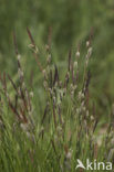 Polzegge (Carex cespitosa) 