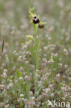 Provincaalse orchis