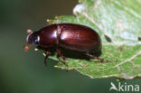 Rondkopveldmestkever (Aphodius rufipes)