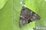 Rood weeskind (Catocala nupta)