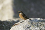 Roodborsttapuit (Saxicola rubicola)