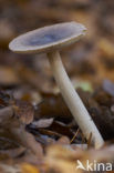 Roodbruine slanke amaniet (Amanita fulva)