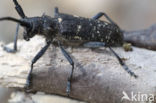 sawyer beetle (Monochamus sator)