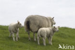 Schaap (Ovis domesticus)