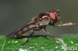 Scheefvlekplatvoetje (Platycheirus peltatus)