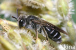 Schermbloemzandbij (Andrena nitidiuscula) 