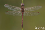 Steenrode heidelibel (Sympetrum vulgatum)