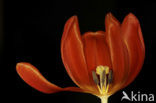 Tulp (Tulipa)