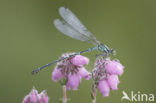 Variabele waterjuffer (Coenagrion pulchellum)