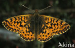 Veenbesparelmoervlinder (Boloria aquilonaris) 