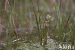 Veenbloembies (Scheuchzeria palustris) 