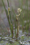 Veenbloembies (Scheuchzeria palustris) 