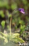 Vetblad (Pinguicula vulgaris) 