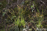 Vingerzegge (Carex digitata) 