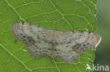 Vlekstipspanner (Idaea dimidiata)