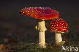 Vliegenzwam (Amanita muscaria)