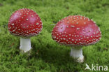 Vliegenzwam (Amanita muscaria)